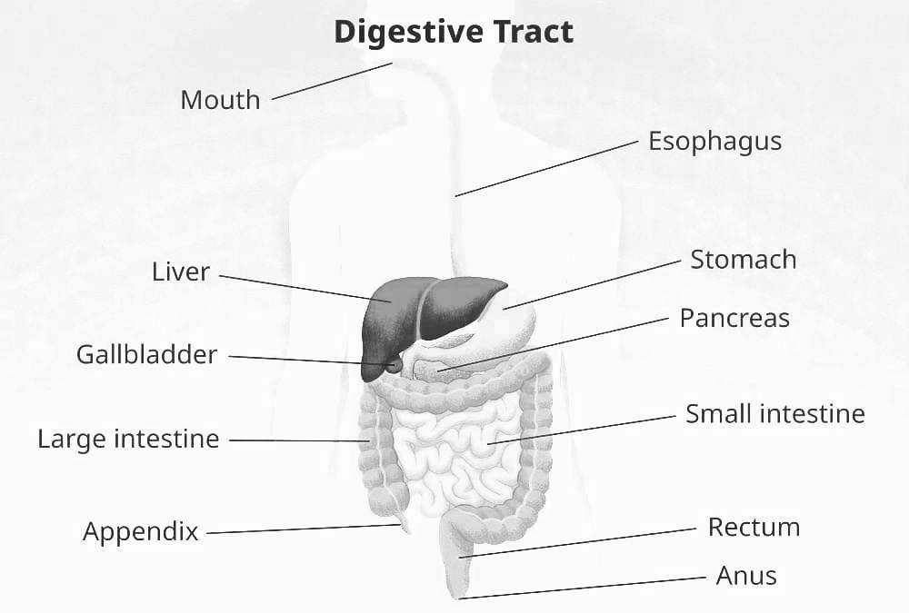 Human Digestive System