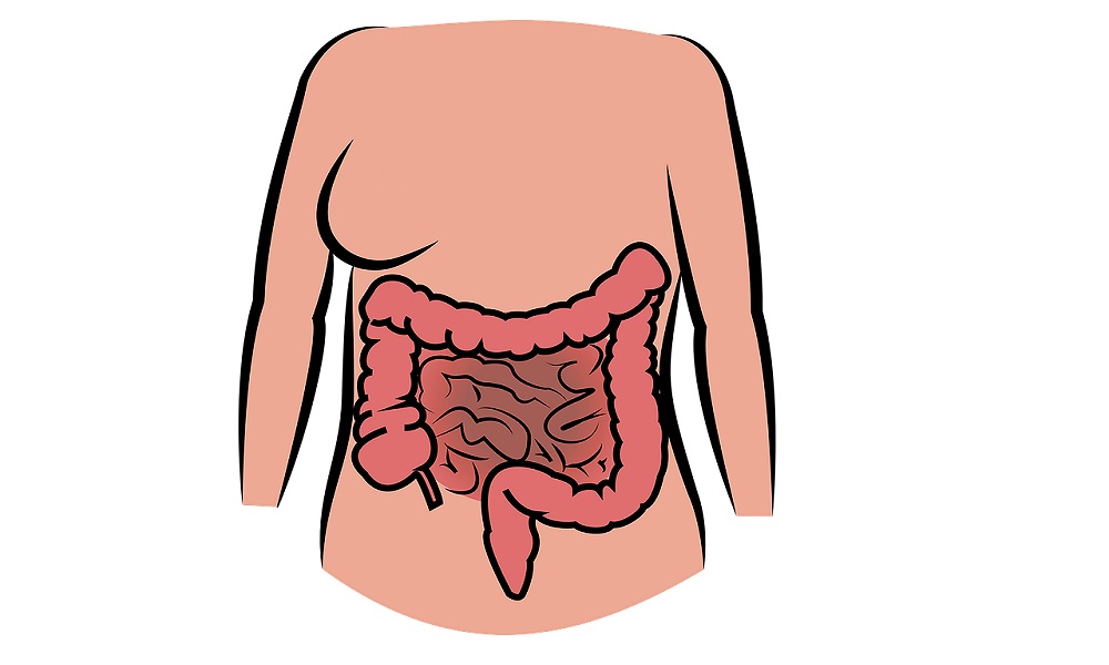Human Digestive System- Know How it Works